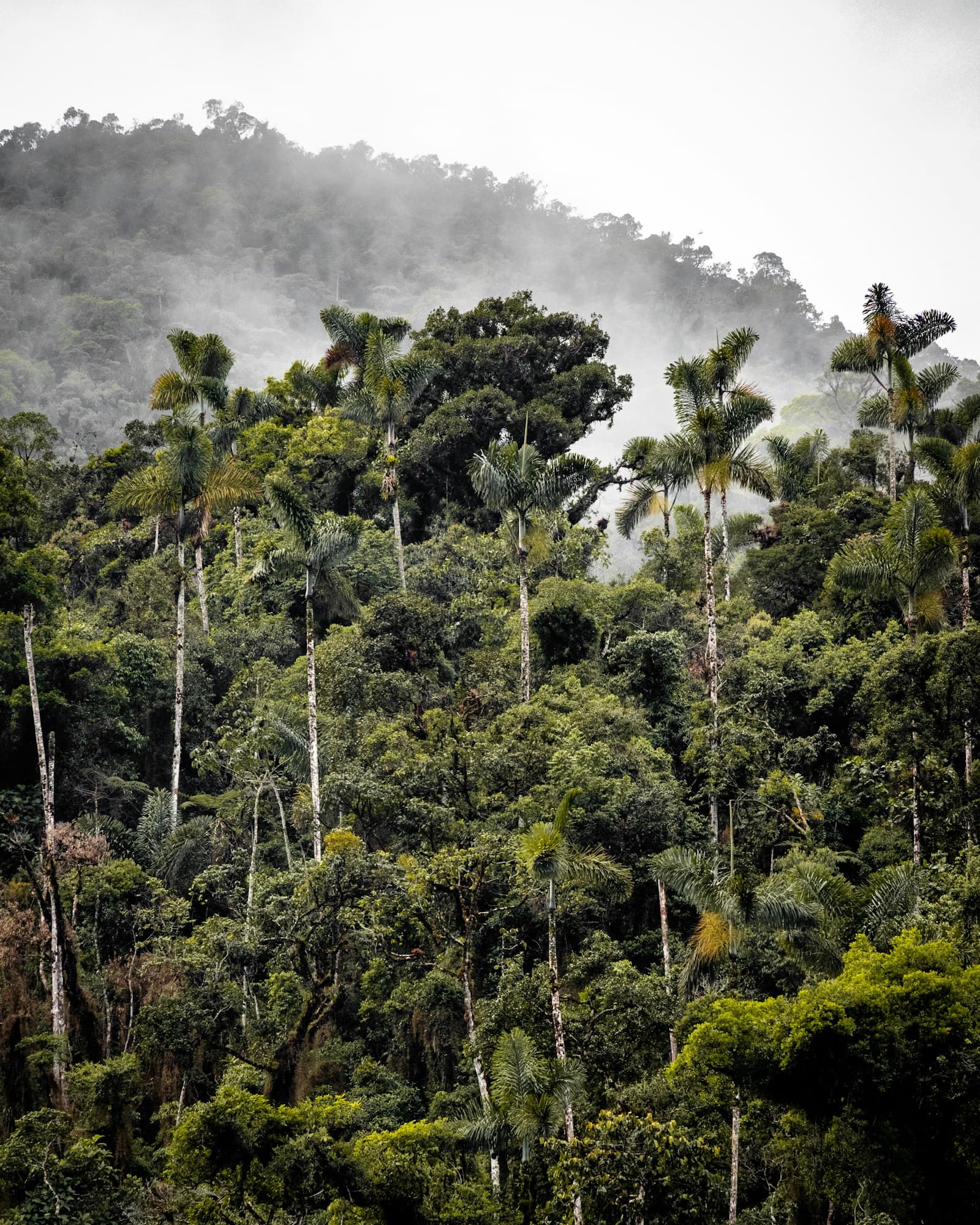 Operación aurífera CLADABEYA en Huepetuhe, Madre de Dios — Amazonía peruana